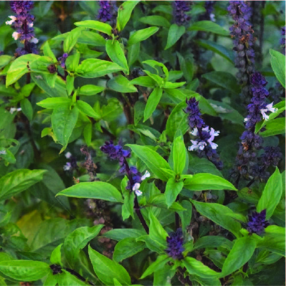 Buy-Medicinal-Plants | TLIC Farms